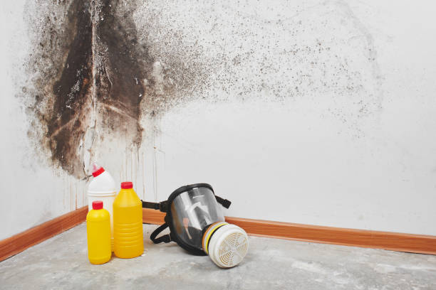 Best Residential Mold Remediation in Easley, SC