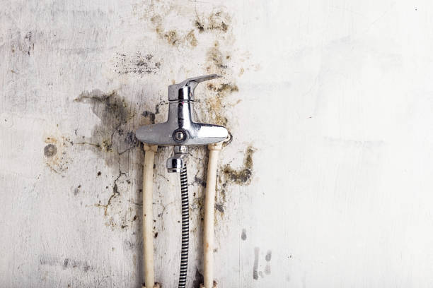 Best Emergency Mold Remediation in Easley, SC