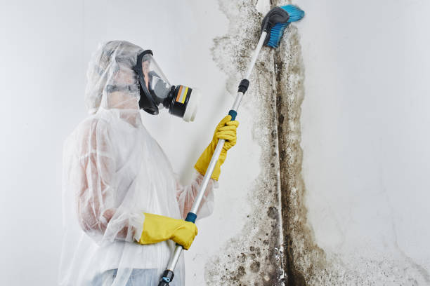 Best Black Mold Remediation in Easley, SC