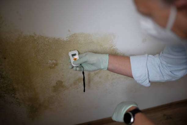Best Mold Testing and Inspection Services in Easley, SC