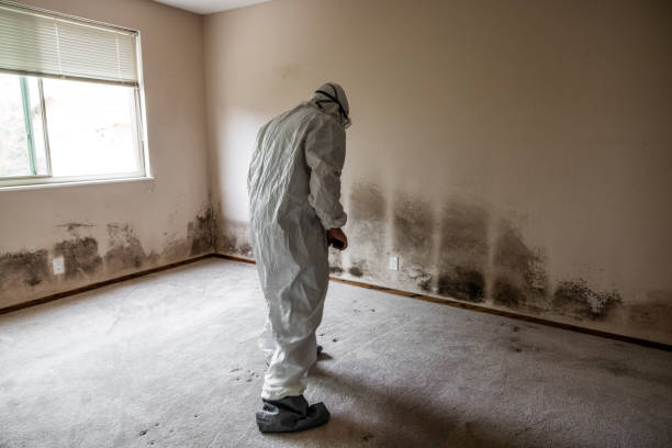 Best Post-Flood Mold Remediation in Easley, SC