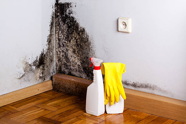 Best Mold Remediation for Specific Building Types in Easley, SC