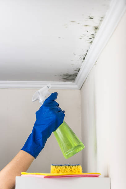 Best Commercial Mold Remediation in Easley, SC