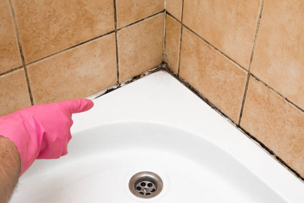 Best Basement Mold Remediation in Easley, SC